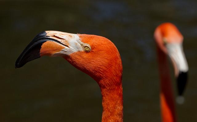 08 Fort Lauderdale, Flamingo Gardens.jpg